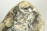 Iridescent Ammonite (Deshayesites & Aconeceras) Cluster - Russia #207463-1